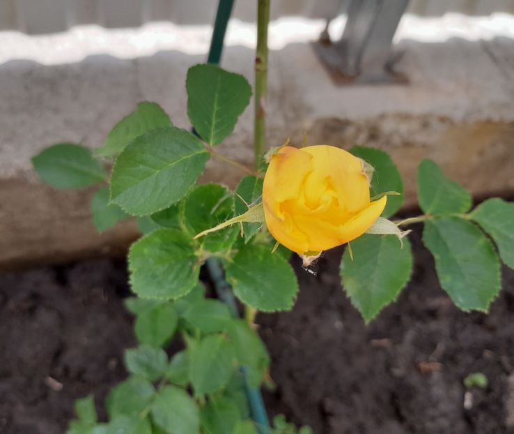 The pilgrim - Primul bobocel și prima floricică mult așteptată