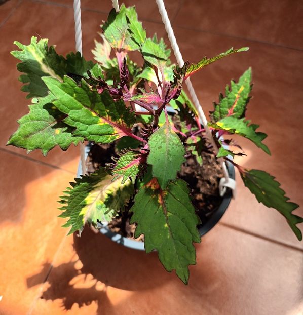 Uite daca am ciupit... - A mea dulce Mary