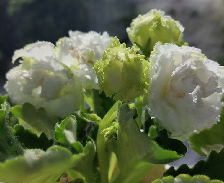  - Violete și gloxinii 2023