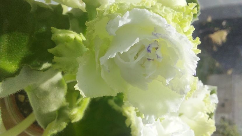  - Violete și gloxinii 2023