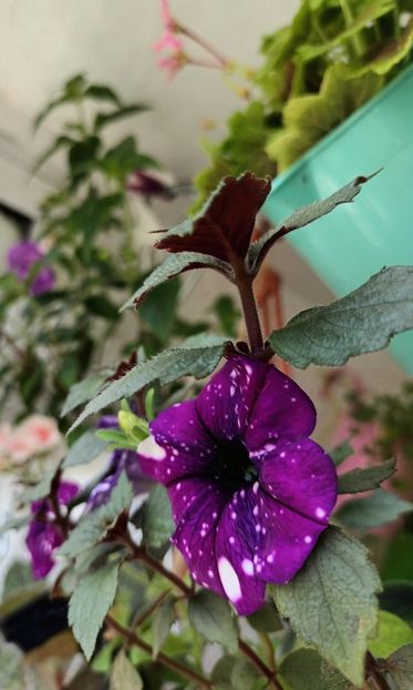 Ce frumos se aranjeaza singure... - Linişte şi flori