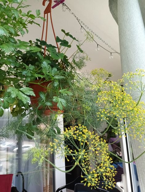 Exact ce se vede, marar inflorit. ;) - Linişte şi flori