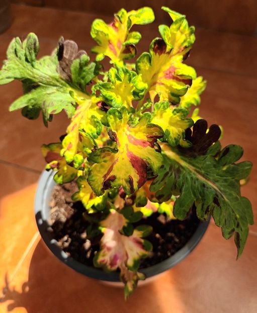 Soarele meu - Coleus