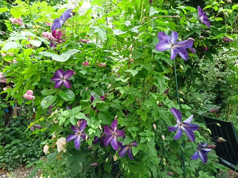 Venosa Violacea - Grădina 2023 continuare 3