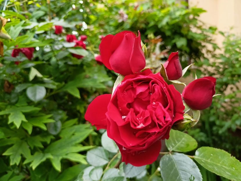 Florentina - Grădina 2023 continuare 3