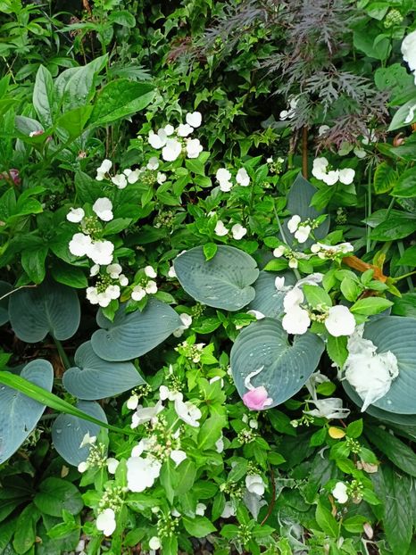  - Grădina 2023 continuare 3