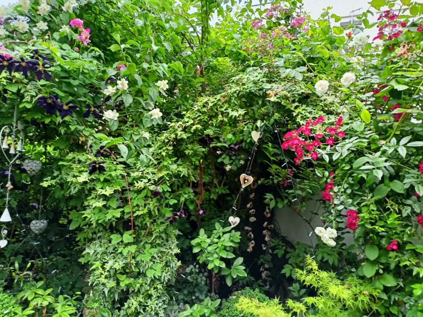  - Grădina 2023 continuare 3