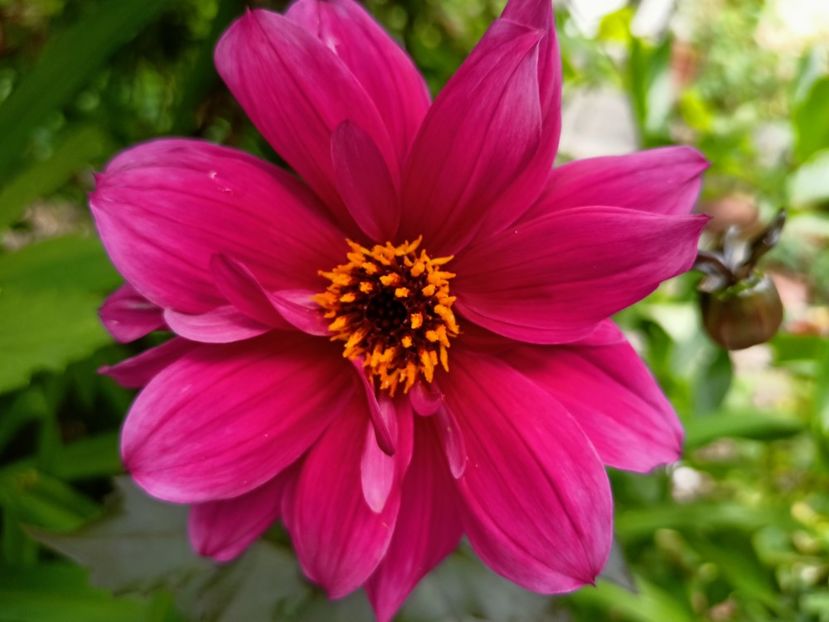 Excentrique - Grădina 2023 continuare 3