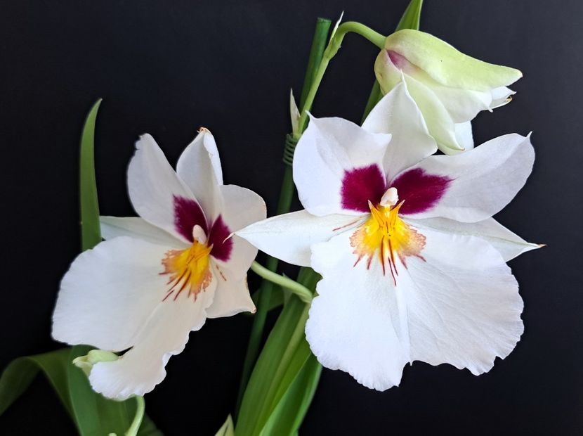  - Miltoniopsis