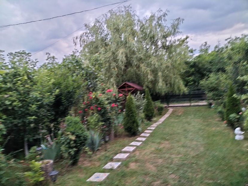 IMG20230609211316 - 2023 prin curte și gradina