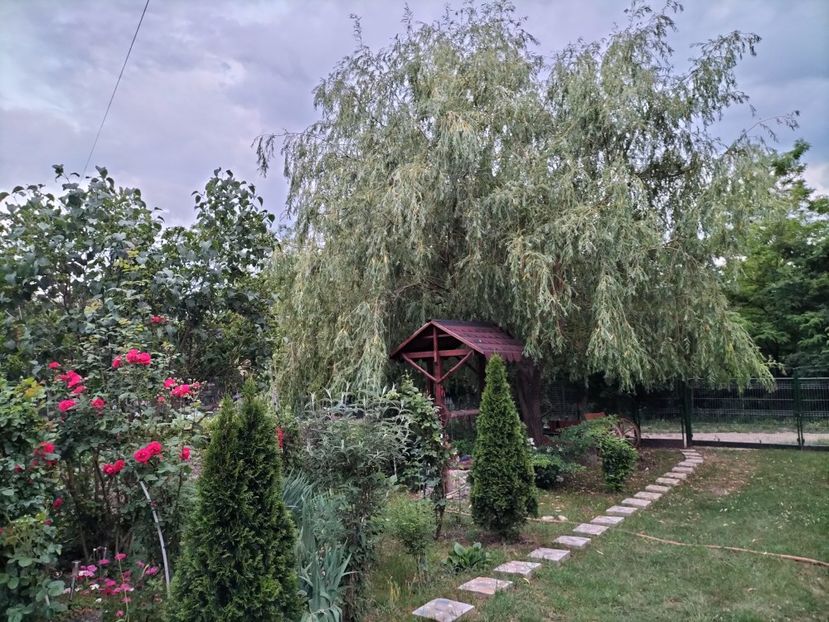 IMG20230609211237 - 2023 prin curte și gradina