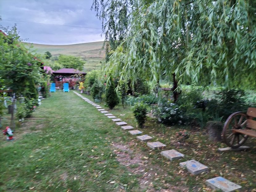IMG20230609211059 - 2023 prin curte și gradina