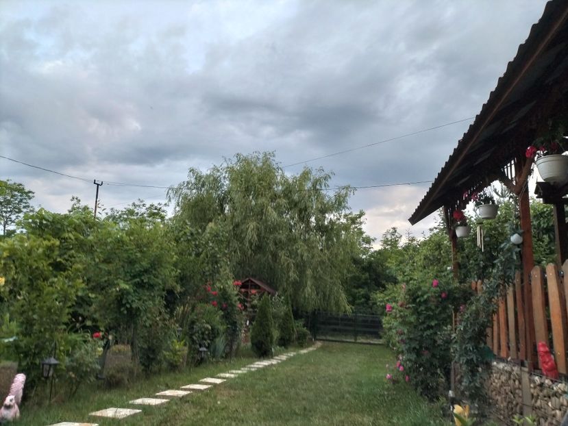 IMG20230609210842 - 2023 prin curte și gradina