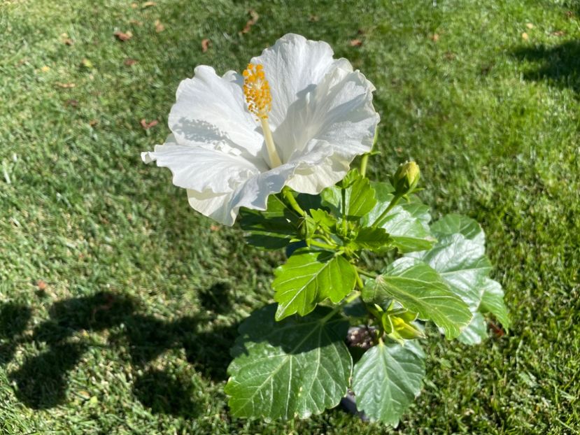 69F20908-D3F6-49A6-B752-A71E6646C571 - 001 - Hibiscusi