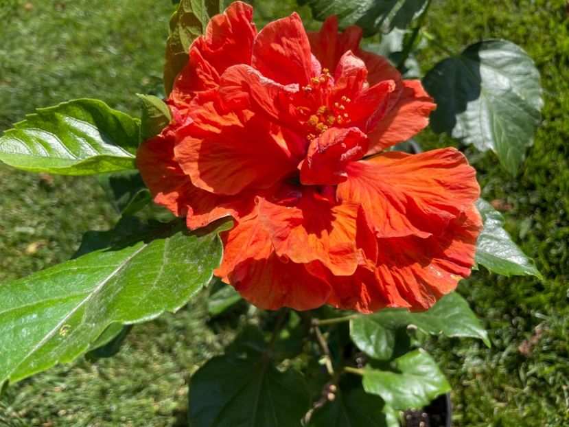 0114DF80-7BAF-4EDA-BCC0-27EBA14827AA - 001 - Hibiscusi