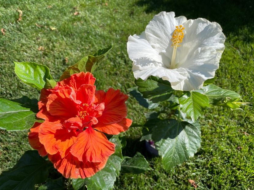 125B51E4-45CA-4215-8CFE-67E43CDAAC80 - 001 - Hibiscusi