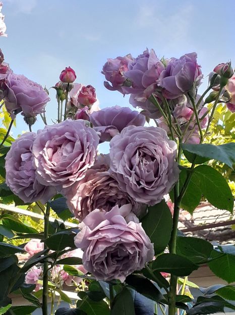  - Novalis 2022- 2023-2024