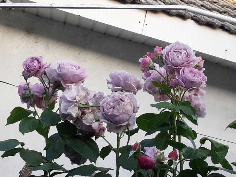  - Novalis 2022- 2023-2024