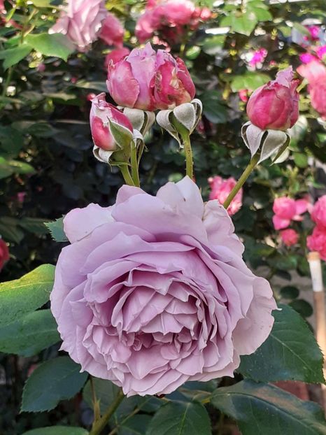  - Novalis 2022- 2023-2024