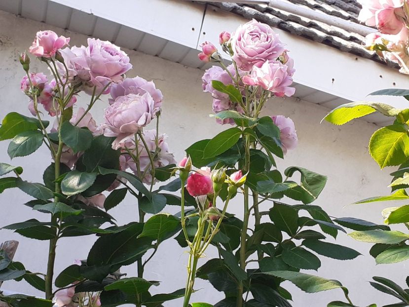  - Novalis 2022- 2023-2024