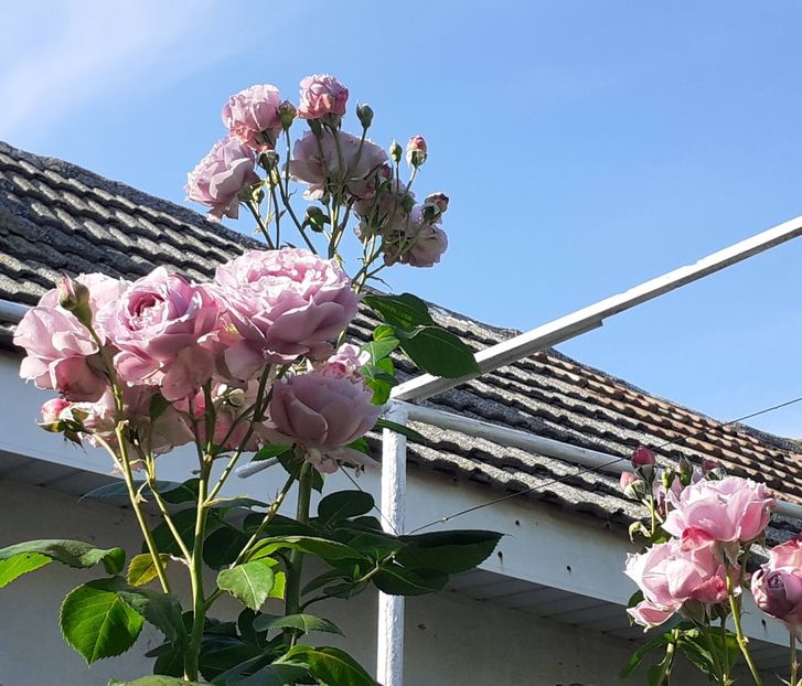  - Novalis 2022- 2023-2024