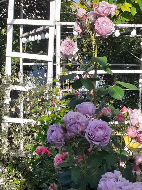  - Novalis 2022- 2023-2024