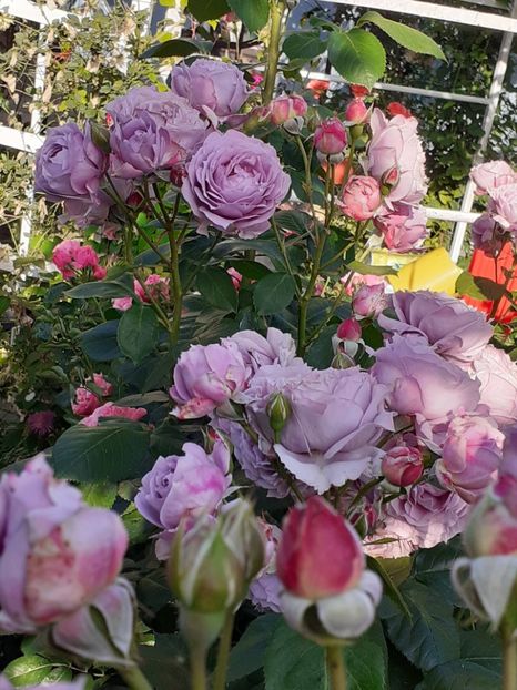  - Novalis 2022- 2023-2024