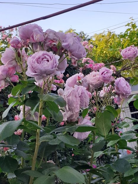  - Novalis 2022- 2023-2024