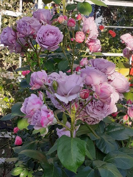  - Novalis 2022- 2023-2024