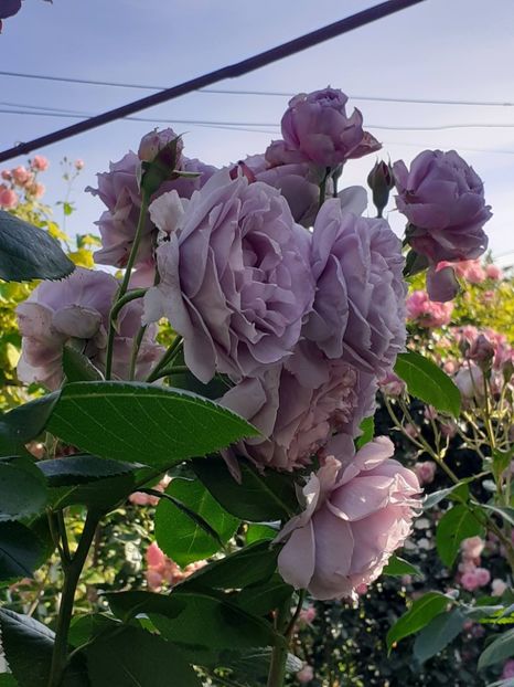  - Novalis 2022- 2023-2024