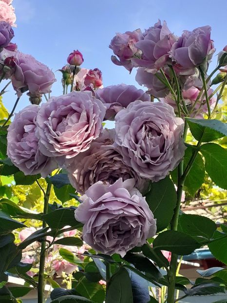  - Novalis 2022- 2023-2024