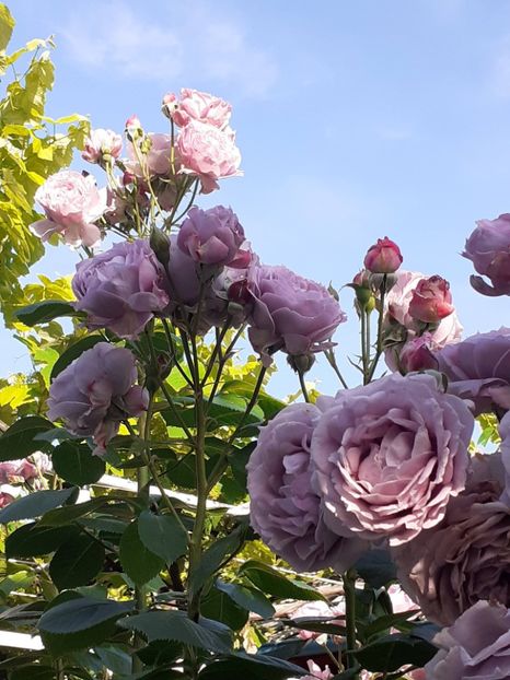  - Novalis 2022- 2023-2024