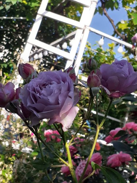  - Novalis 2022- 2023-2024