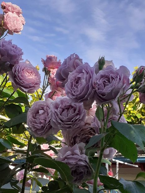  - Novalis 2022- 2023-2024