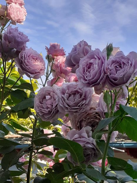  - Novalis 2022- 2023-2024