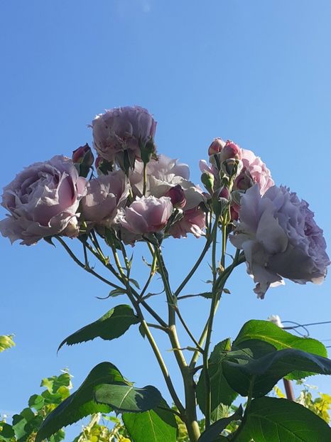  - Novalis 2022- 2023-2024