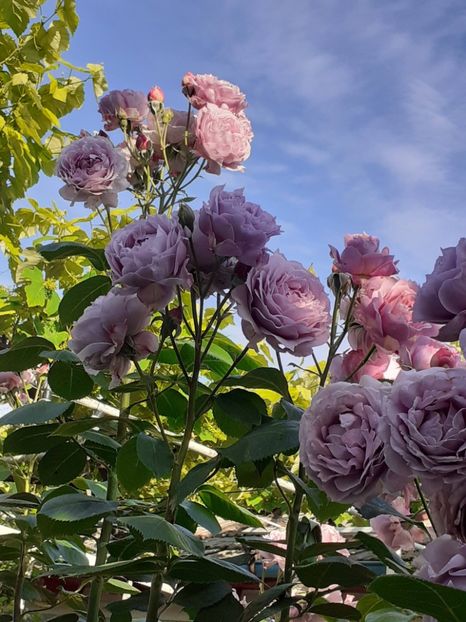  - Novalis 2022- 2023-2024