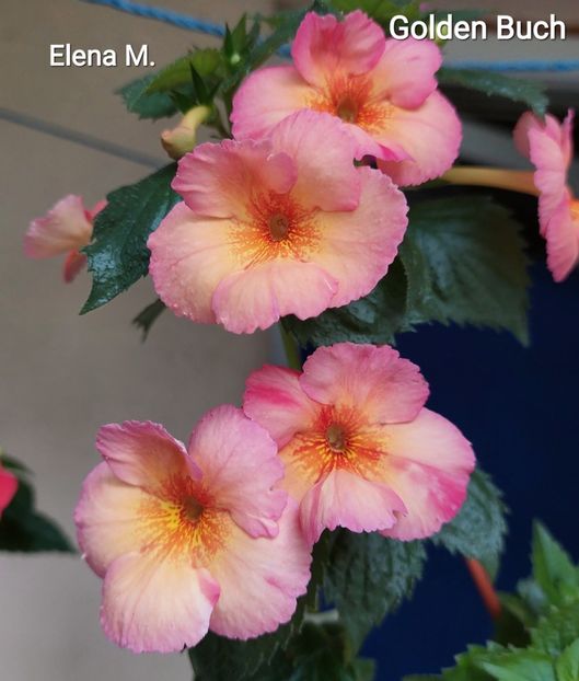  - 2023 - Achimenes
