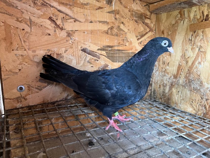 2979/23 - 6-lot zbor 2023