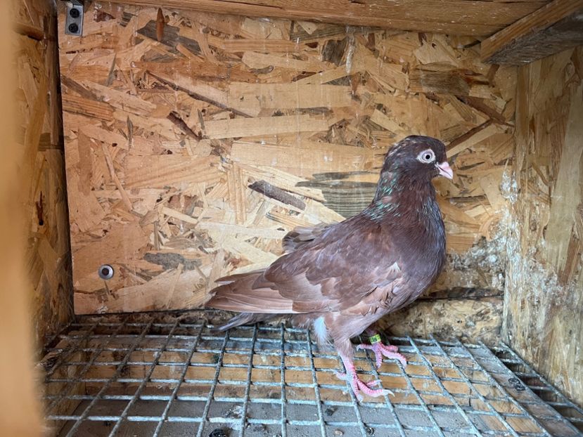 2977/23 - 6-lot zbor 2023