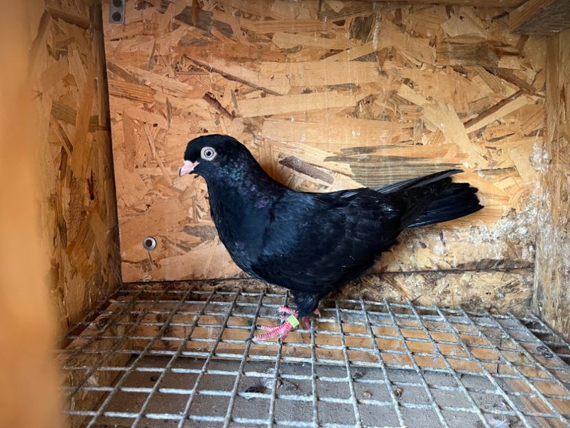 2991/23 - 6-lot zbor 2023