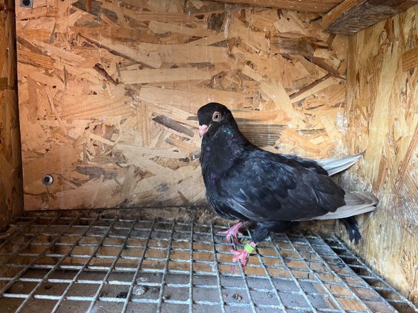 2973/23 - 6-lot zbor 2023