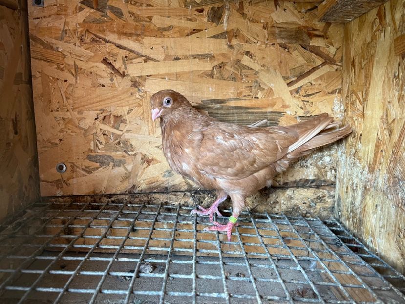 2990/23 - 6-lot zbor 2023