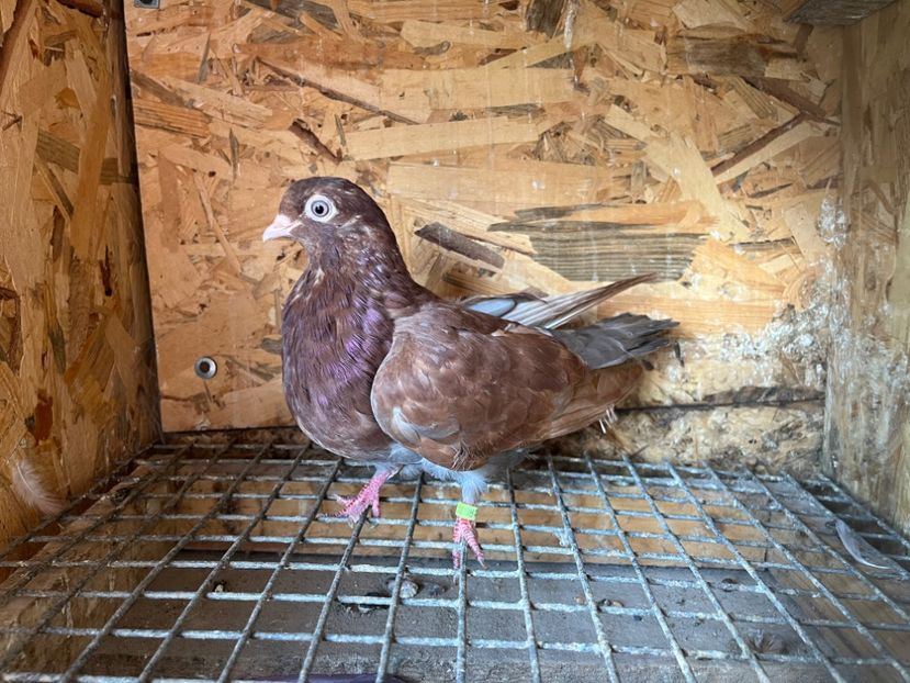 2972/23 - 6-lot zbor 2023