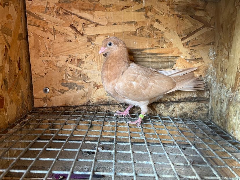 2976/23 - 6-lot zbor 2023