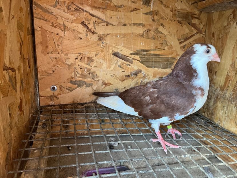 3000/23 - 6-lot zbor 2023