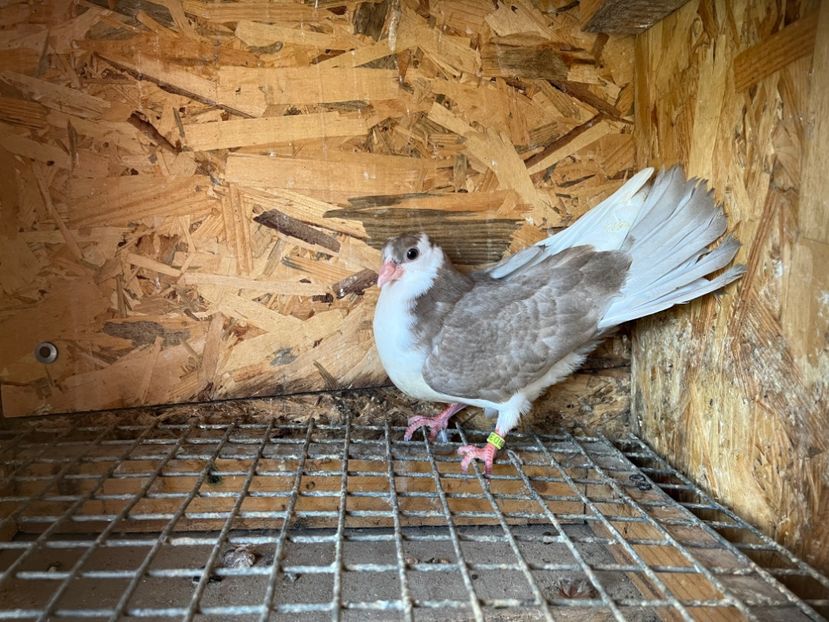 3006/23 - 6-lot zbor 2023