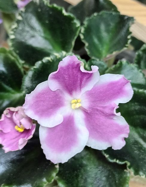  - RS Kolokolnyi Zvon zzz