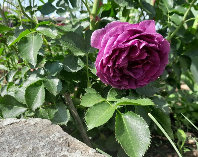 Minerva - 2023 trandafiri