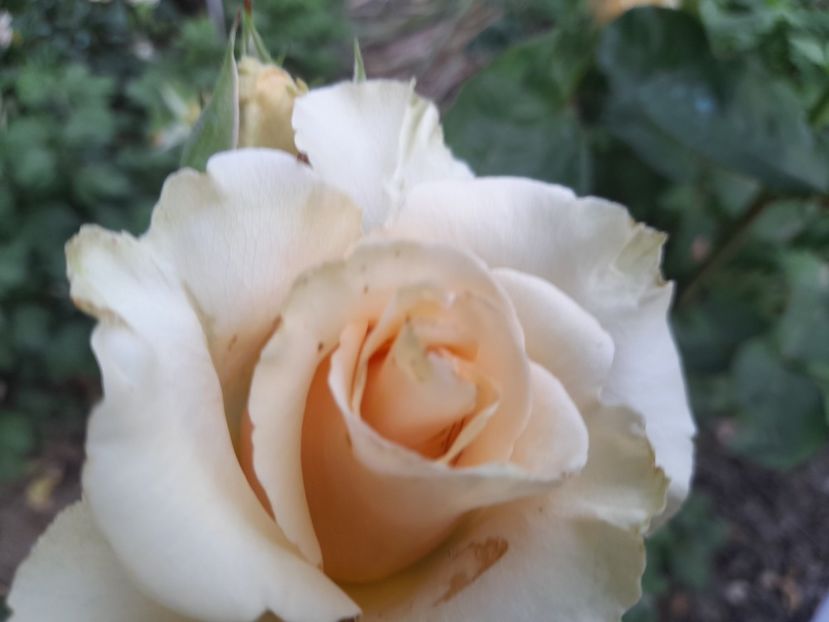  - Trandafiri 2020-2021-2022-2023